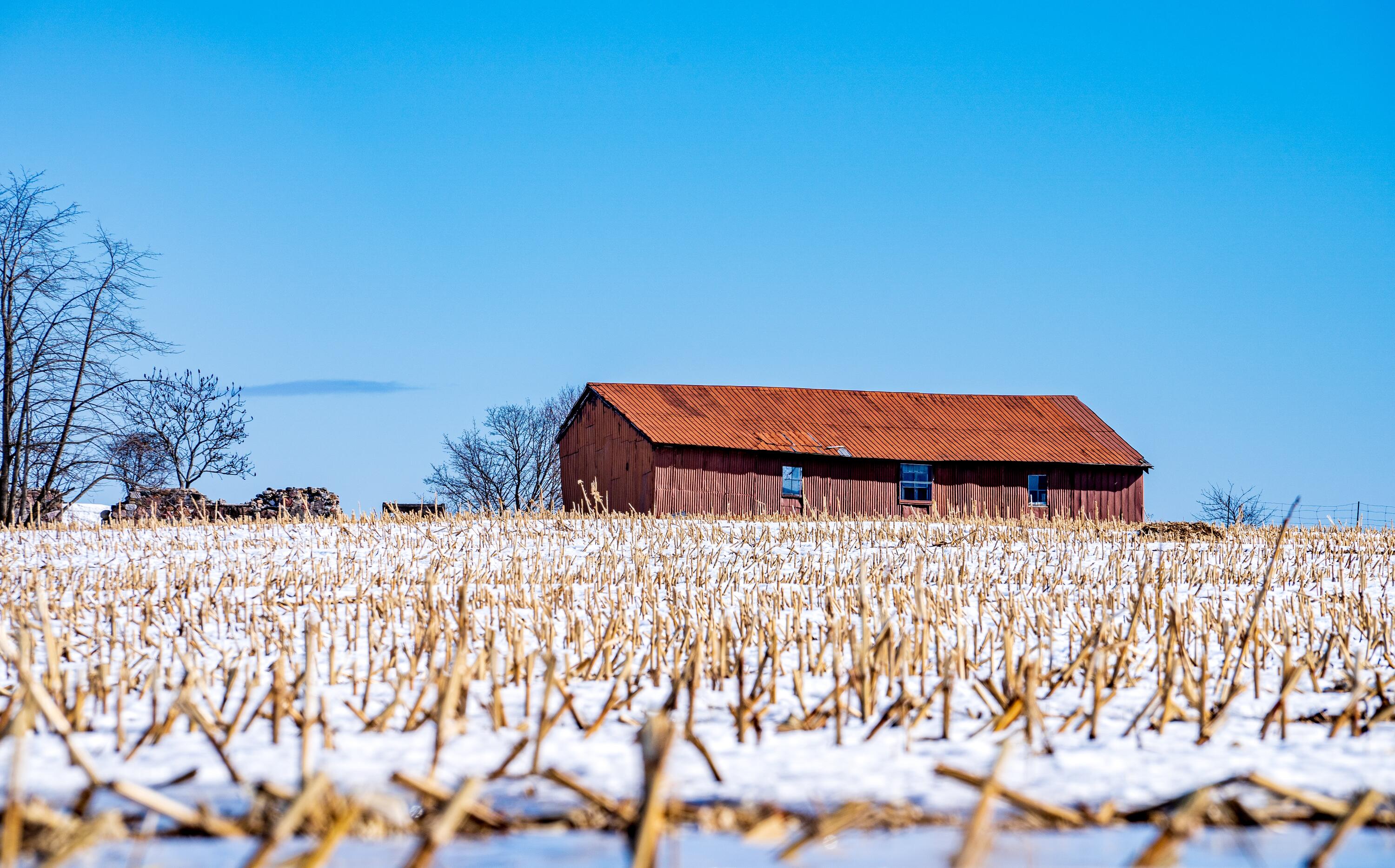 A snow covered former corn field with a barn in the background.