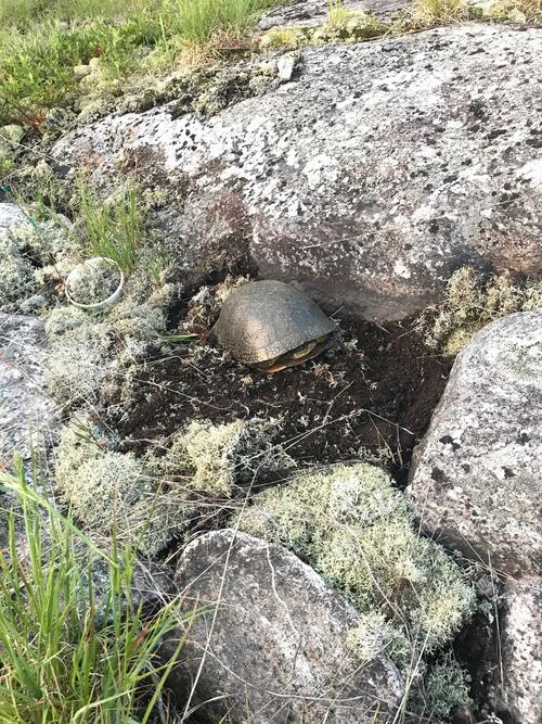 A blanding turtle on a nest side by boulders and moss