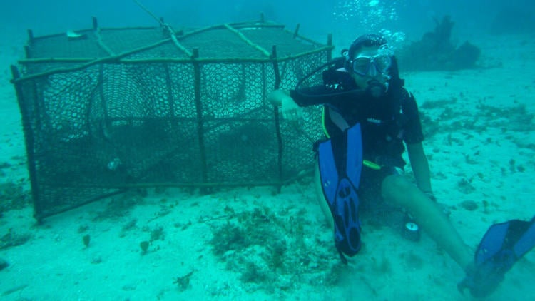Scuba diver under water next to cage giving 'thumbs up'