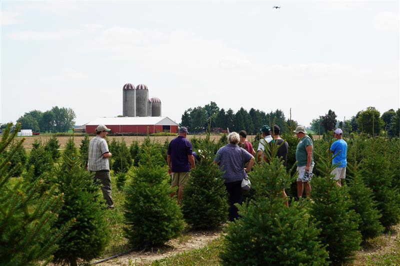 A group of farmers stand near each other within rows of 1.5 m evergreens in the summer.
