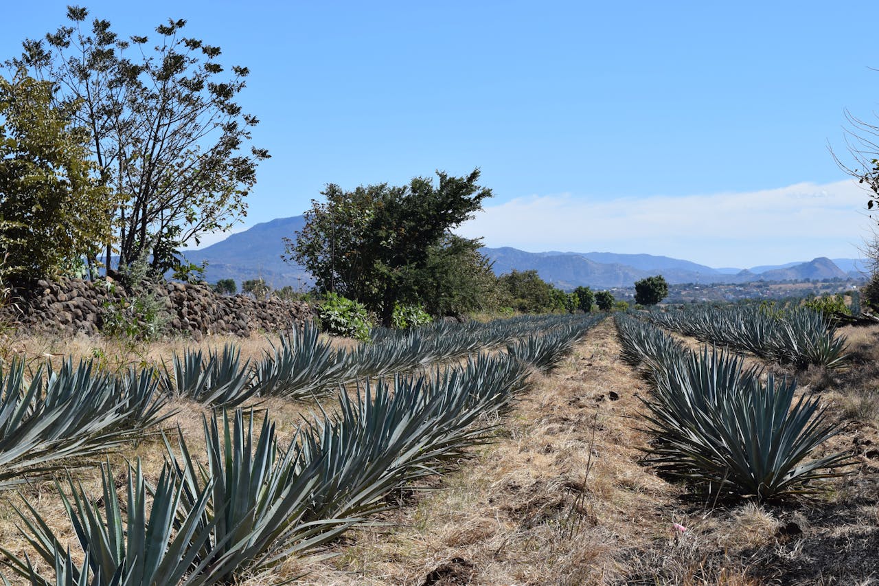 rows of agave plants in Mexico