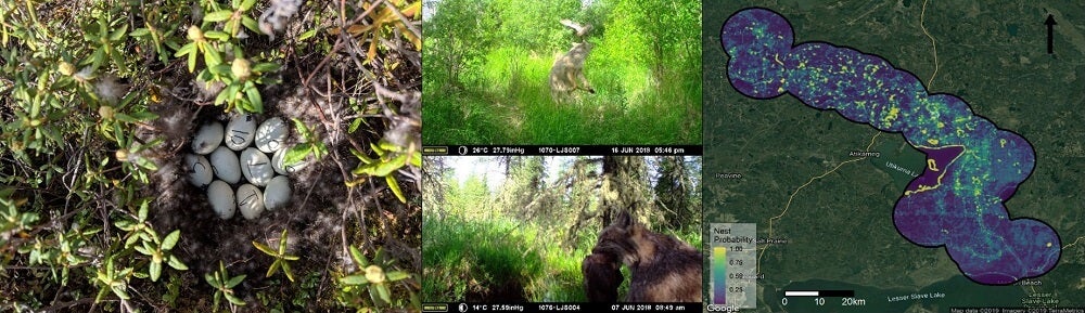 Collage of duck eggs, prey and wolf, prey and cougar, and nest probability map