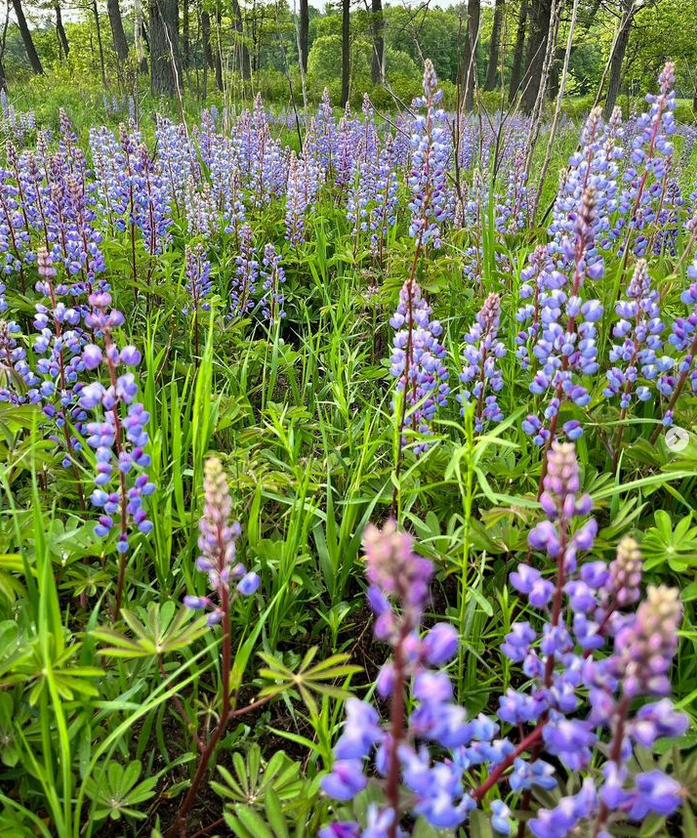 field with wild blue lupines blooming as green grasses sprout