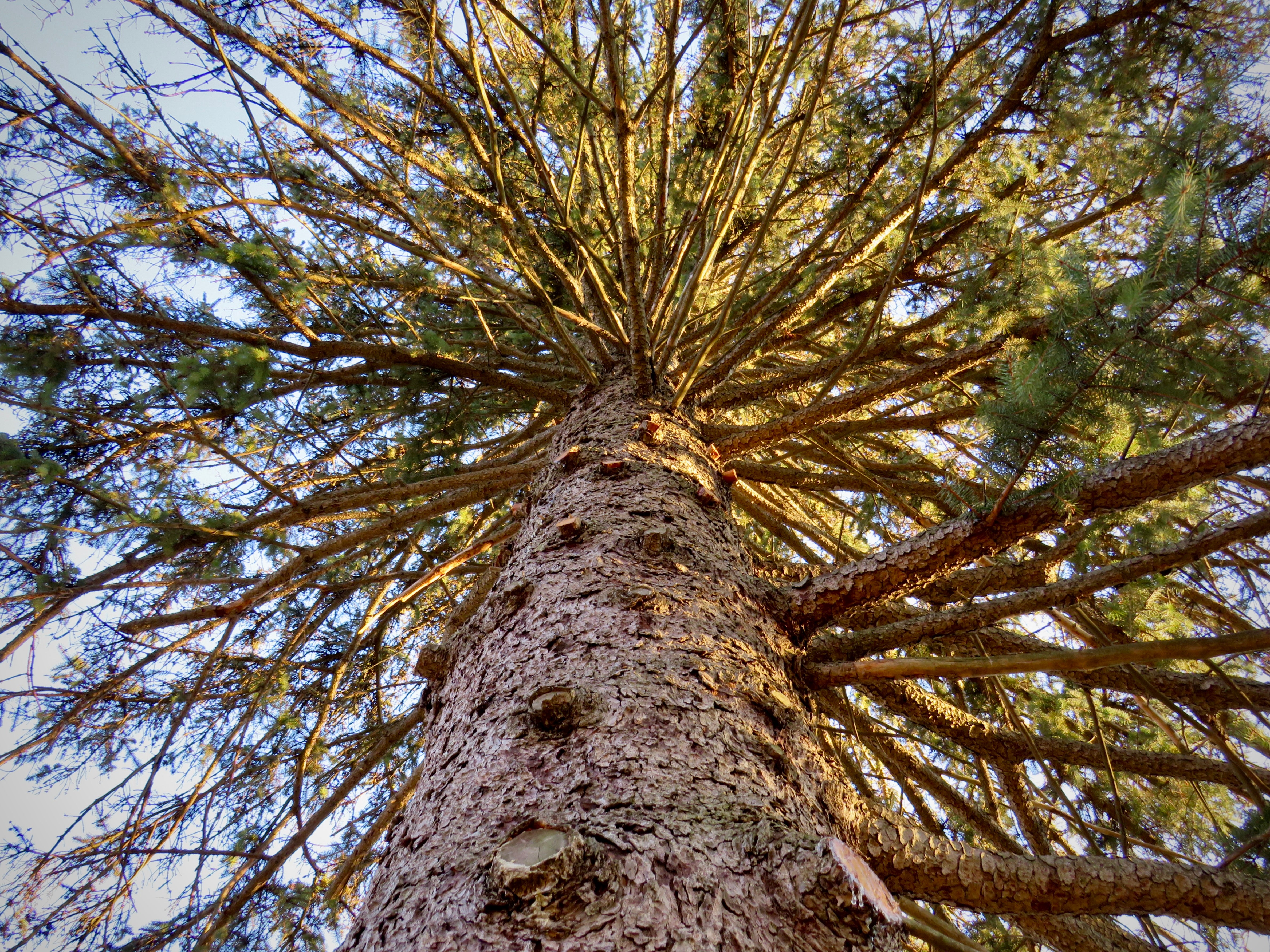 A pine tree from below view