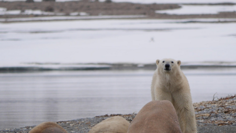 polar bears in the arctic