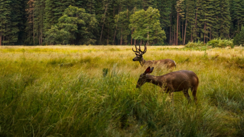 Deer in a grassy pasture.