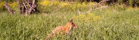 Fox in the UW Urban Forest