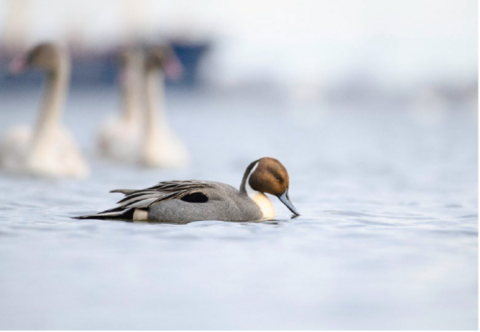 A waterfowl on water
