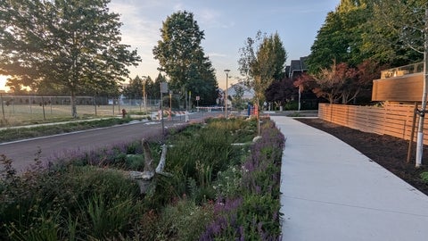 A landscaped urban street with a garden median, sidewalk, and road, illuminated by warm evening sunlight.