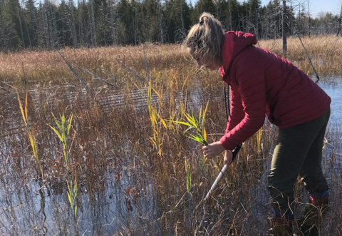 Person in a red jacket bending over in a wetland, holding green plant stalks and a white tool in the water.