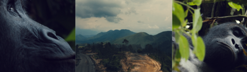 3 images, from left to right, first image is a close-up of a gorilla looking up tp the left, nostrils and lips, second image is of a landscape with clouds and mountains in the distance, last image is of a gorilla lying face up admist vegetation