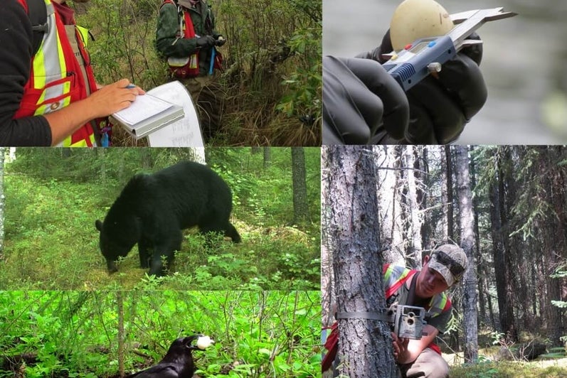 Collage of fieldwork images includes: a black bear, a crow, an egg and measuring a tree