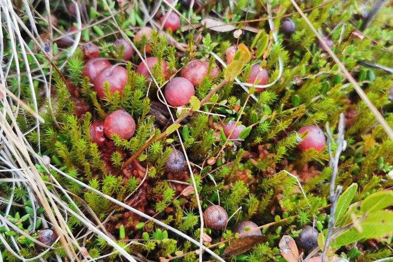 cranberries found in peatland