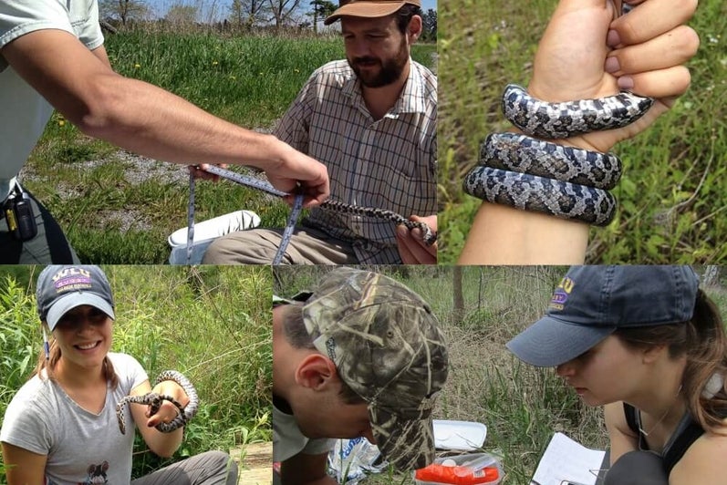 Collage of field work images includes: holding and measuring a snake
