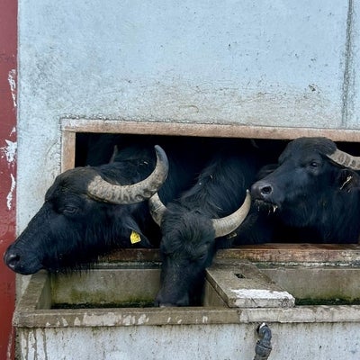 Buffalo drinking from water tough