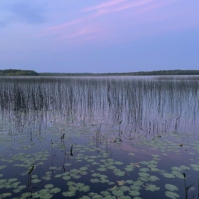 Pond with lily pads and cattails 