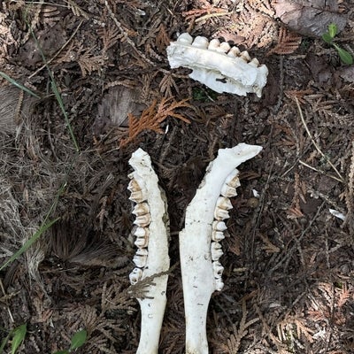 Jaw bones of a juvenile deer resting on the forest floor