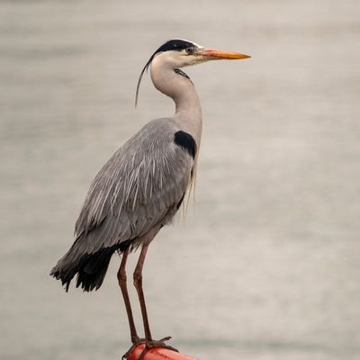 Grey heron on a perch