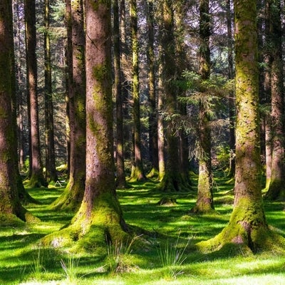 Conifer forest