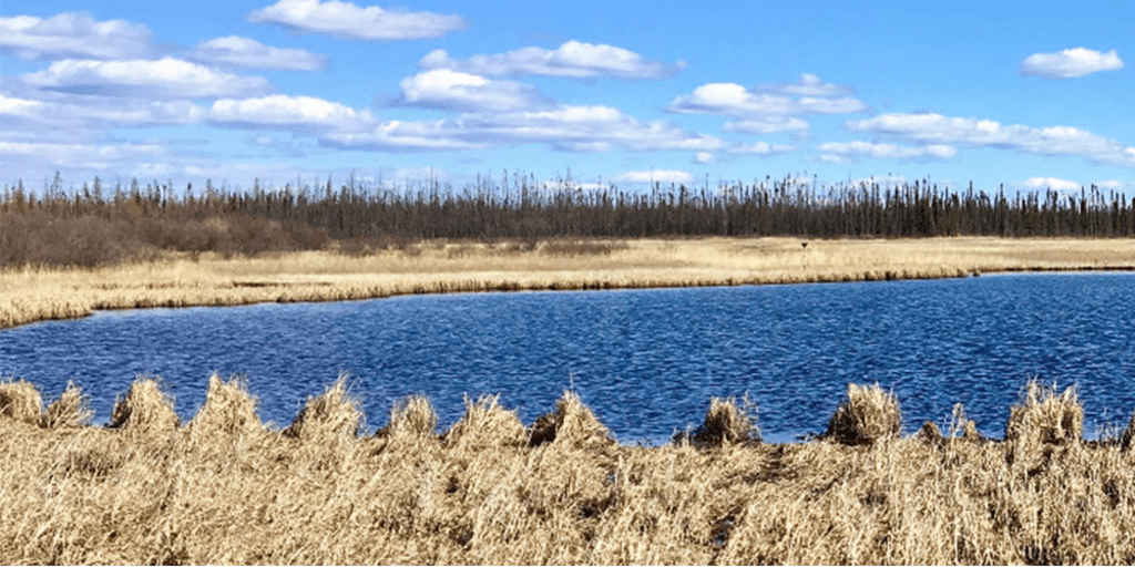Spruce trees in the Athabasca Oil Sands Region