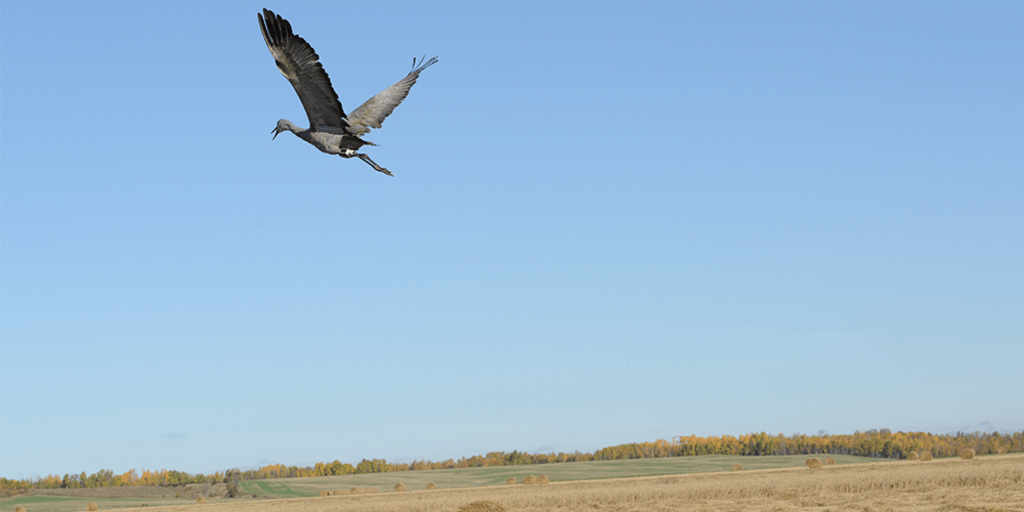 Sandhill crane flying over farmland