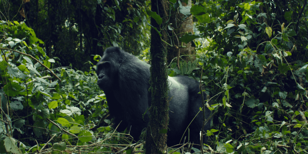 Silverback gorilla with dark coat, standing on all fours surrounded by greenery, staring towards the camera
