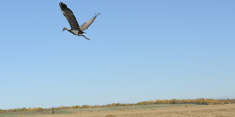 Sandhill crane flying over farmland
