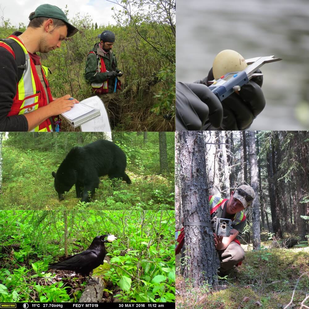Collage of fieldwork images includes: a black bear, a crow, an egg and measuring a tree