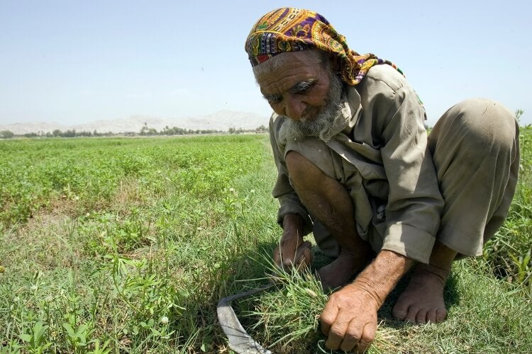 Afghan farmer clearing weeds