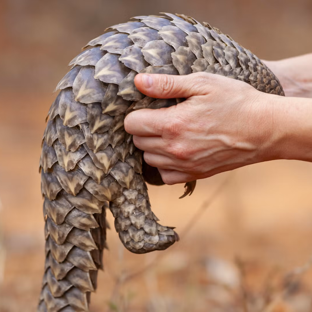 Holding an orphaned Cape pangolin. 