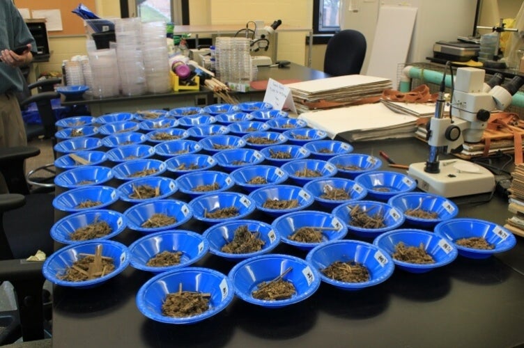 Table full of small blue dishes filled with earthworm burrow samples