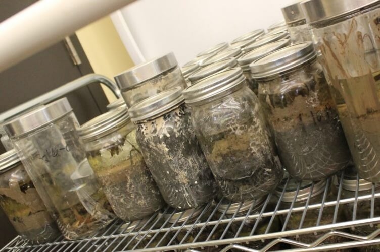 Row of jars on shelf containing various samples