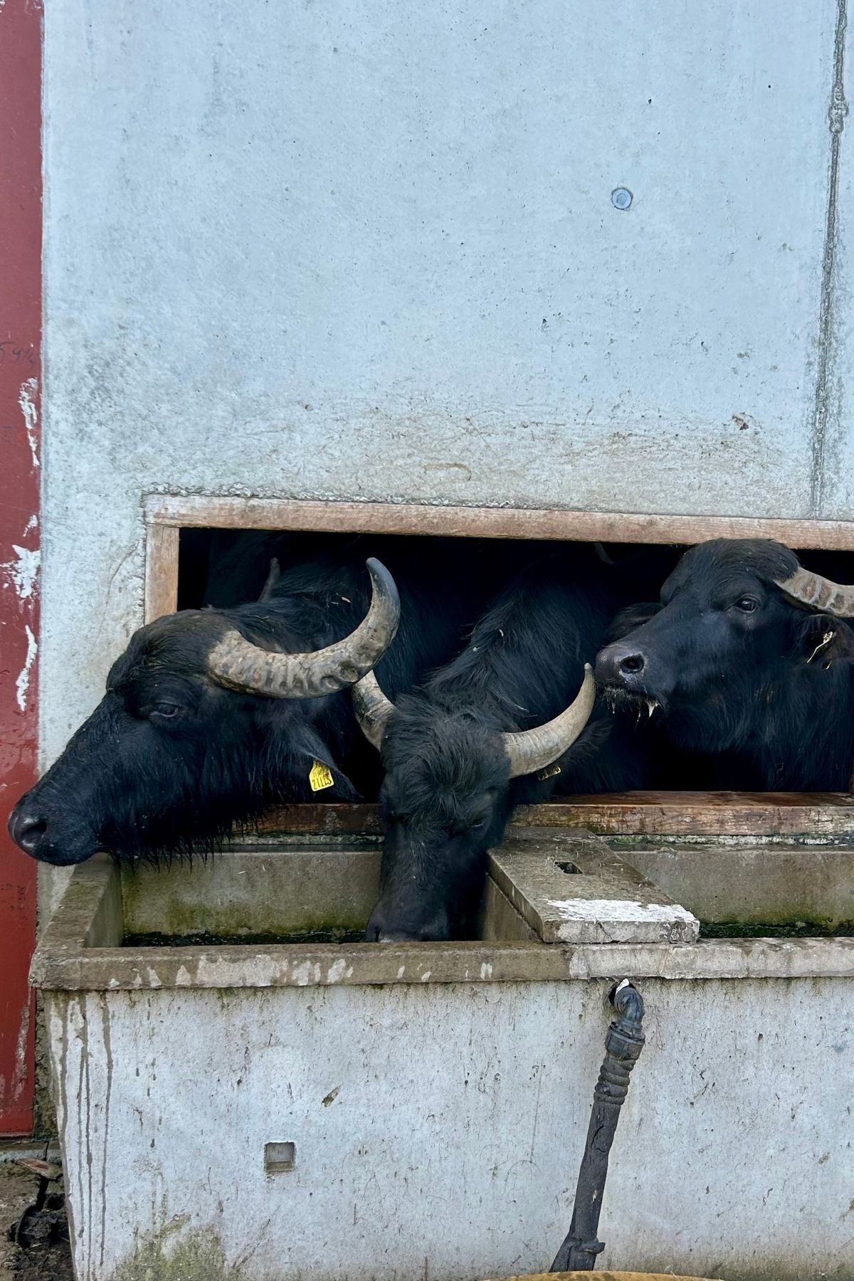 Buffalo drinking from water tough