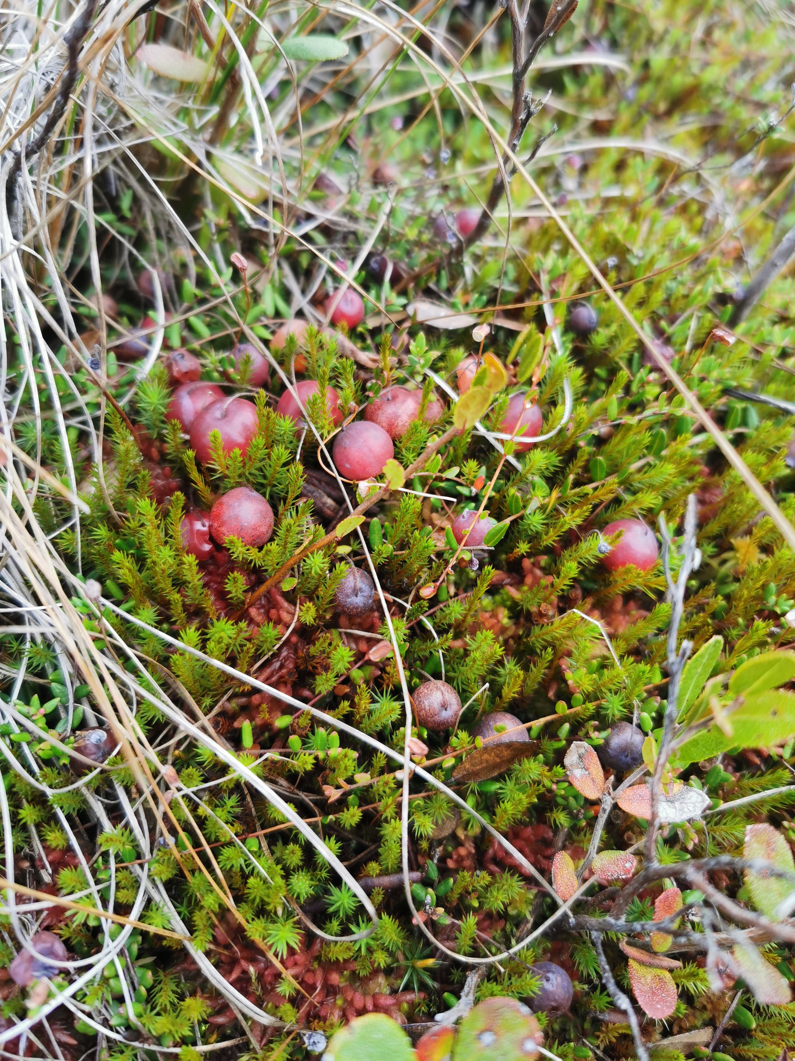 cranberries found in peatland