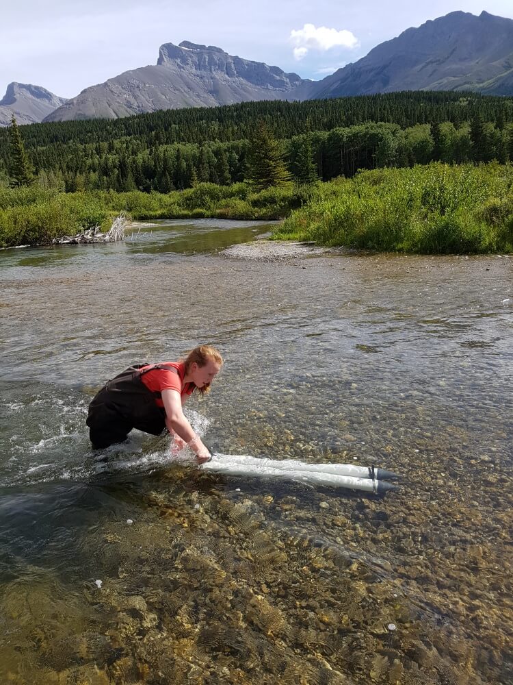 Female student in red shirt and hip waders pulling two long white tubes through shallow waters of a river