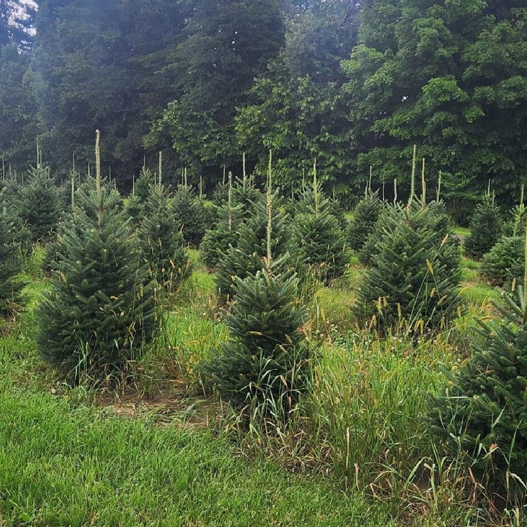 Rows of Christmas trees on a tree farm