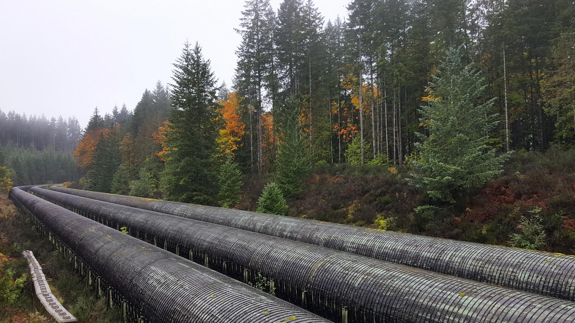 A pipeline runs beside a forest on Vancouver Island, Canada