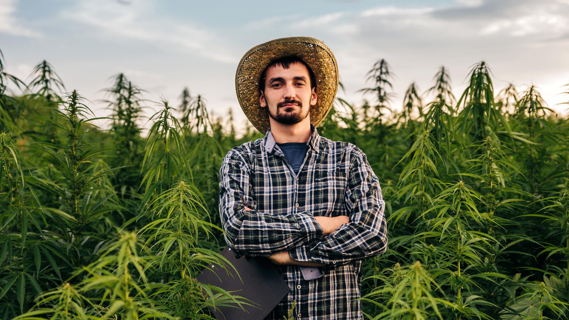 Male scientist stands in medical cannabis field at sunset