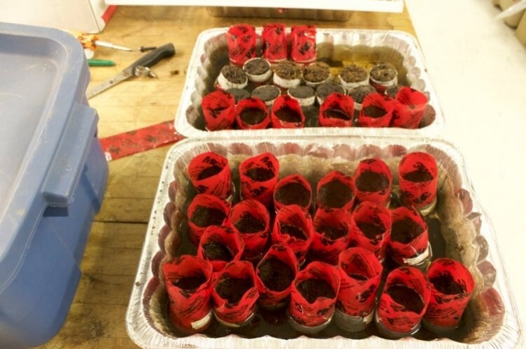 Two large aluminum lasagna trays filled with soil samples wrapped in red tape