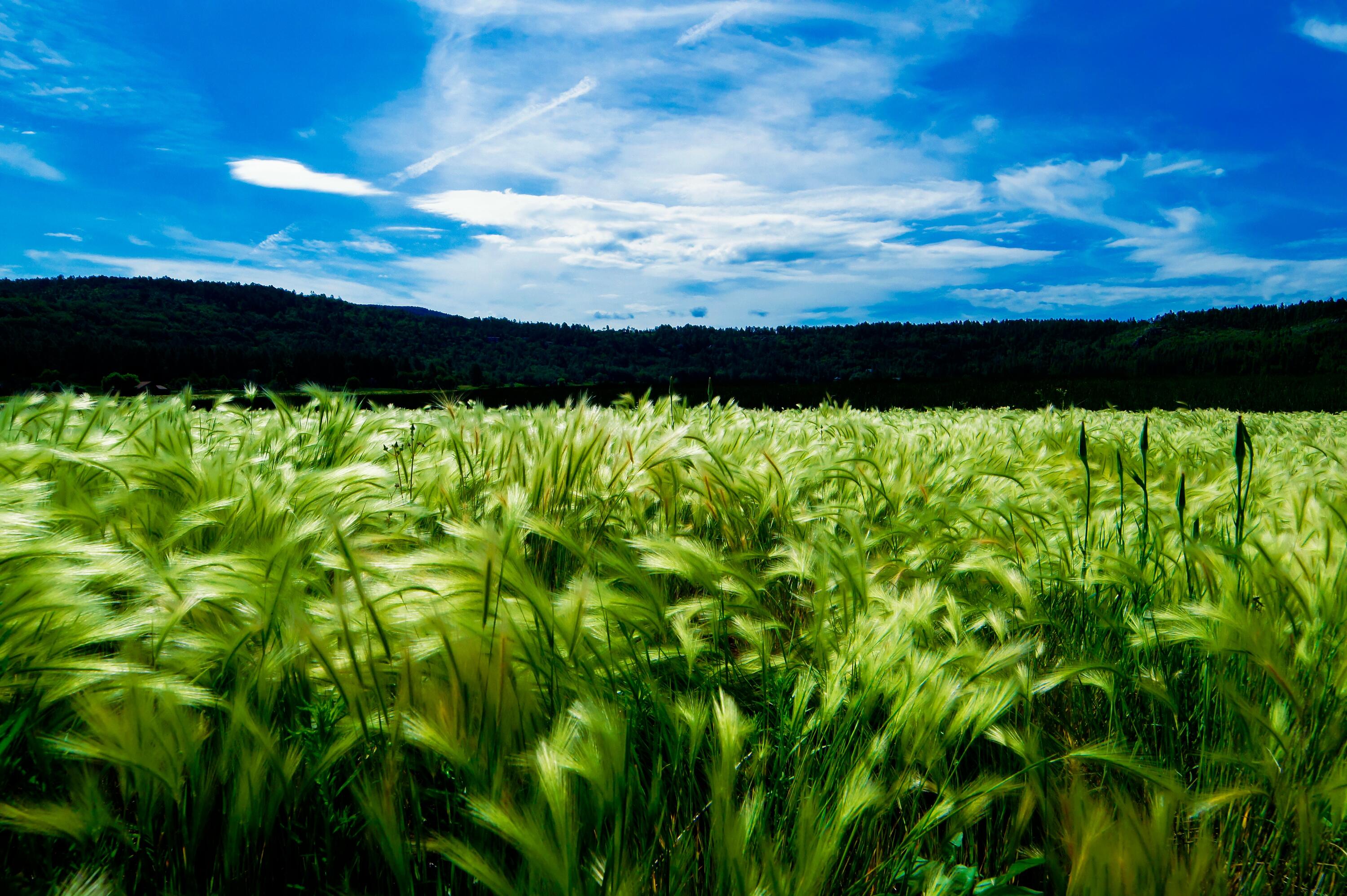 Green field scenery
