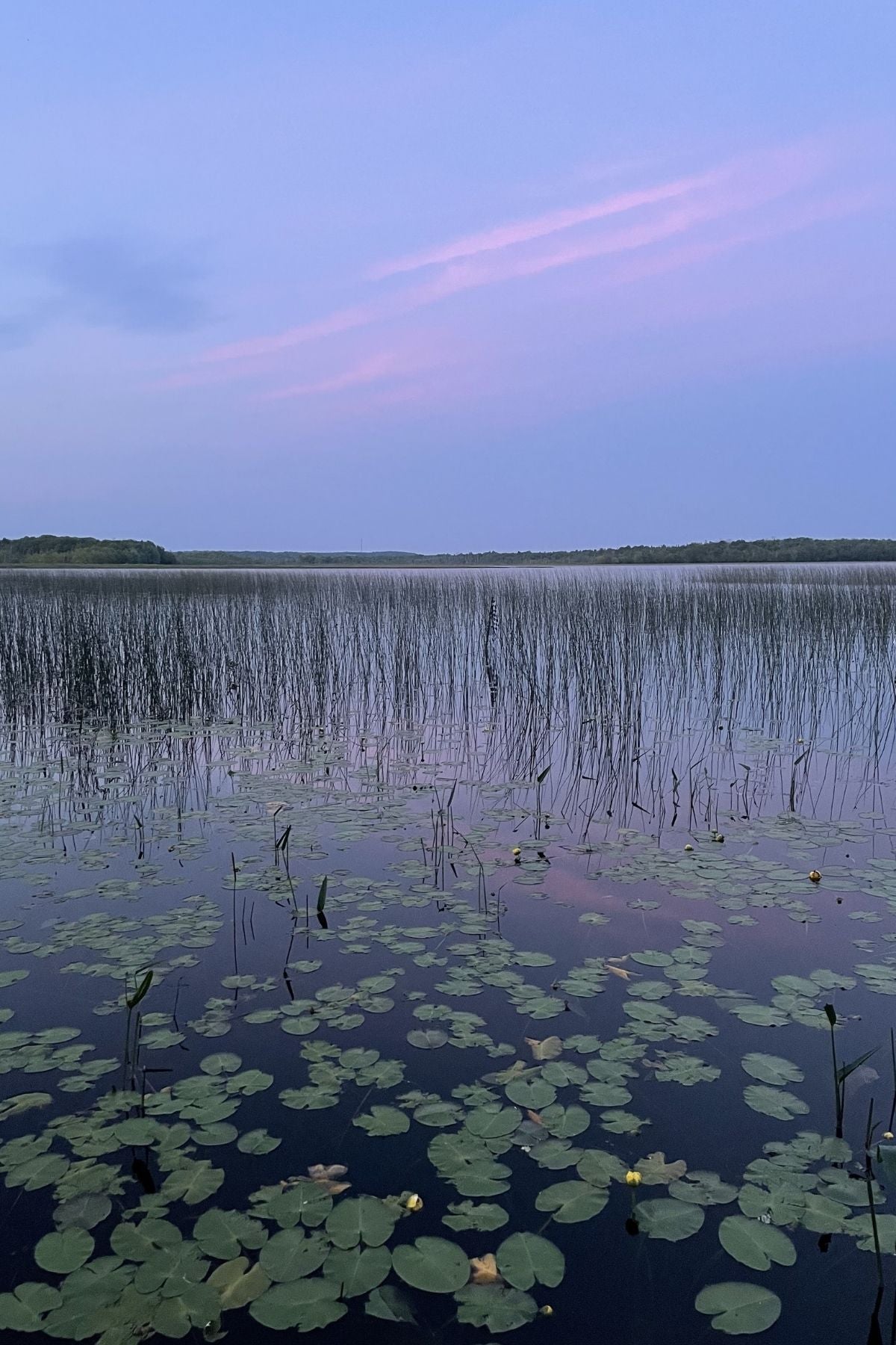 Pond with lily pads and cattails 