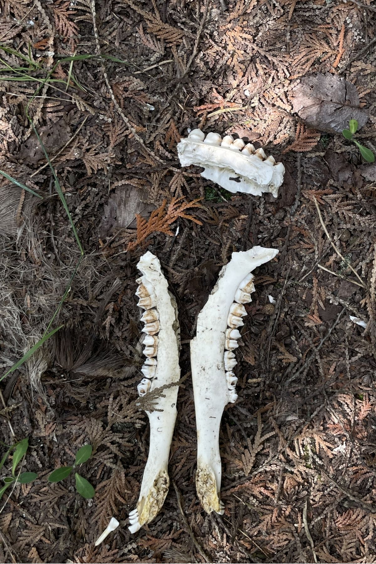 Jaw bones of a juvenile deer resting on the forest floor