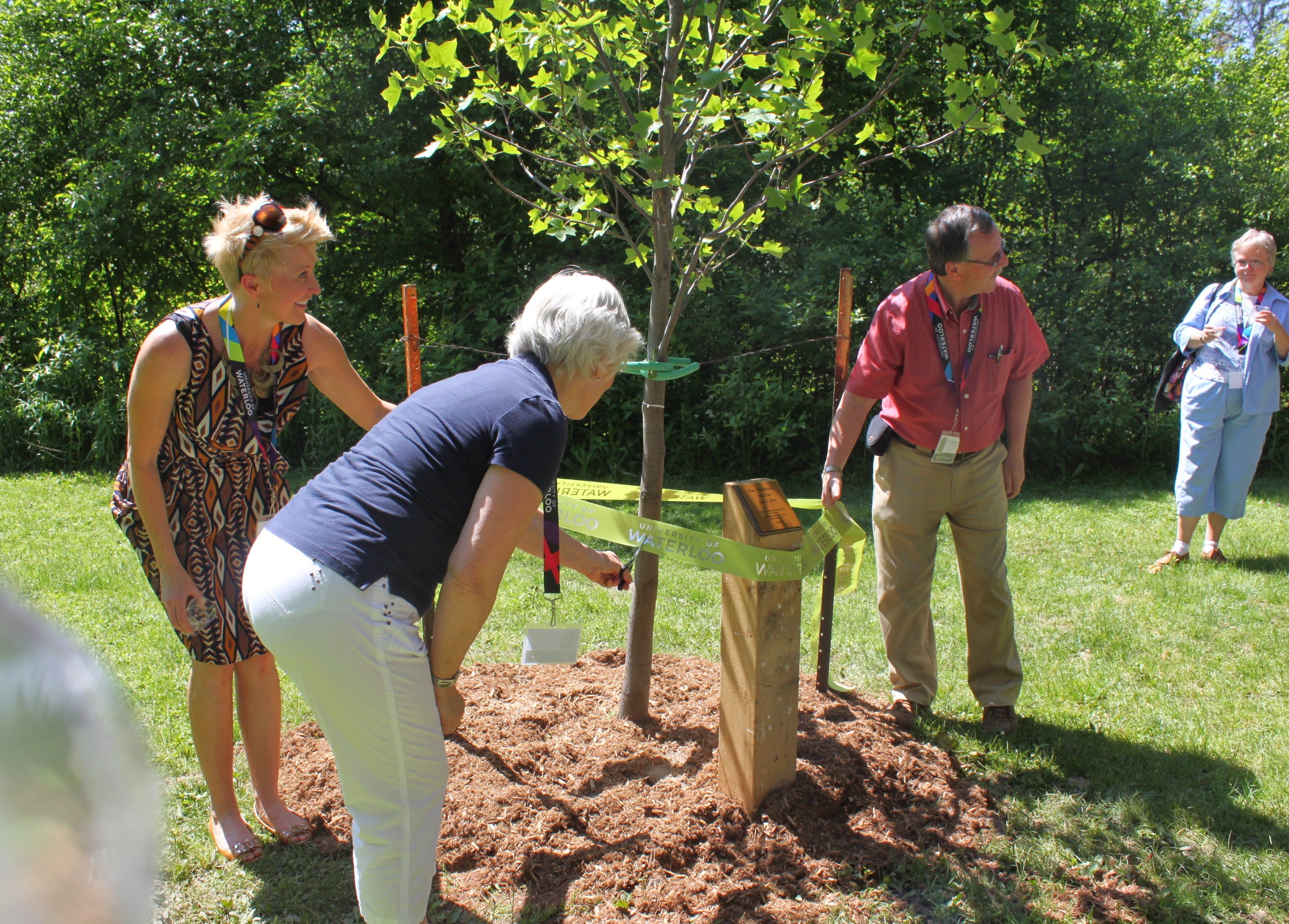 group of people planting a tuilp tree