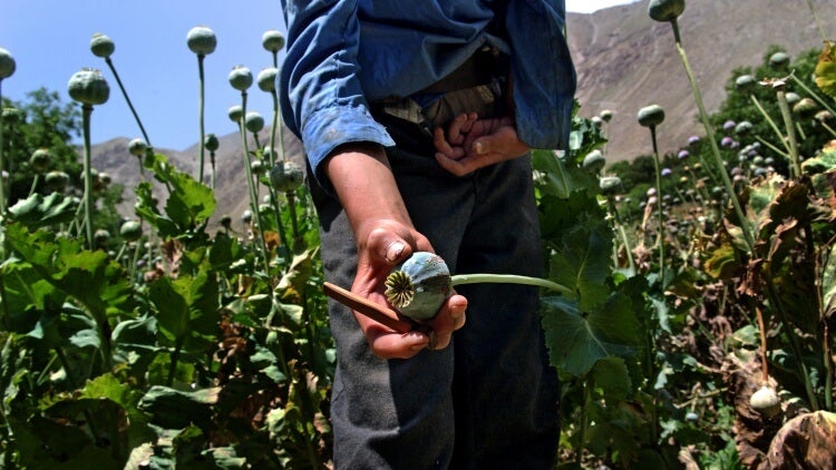 A close-up of an opium poppy in Afghanistan.
