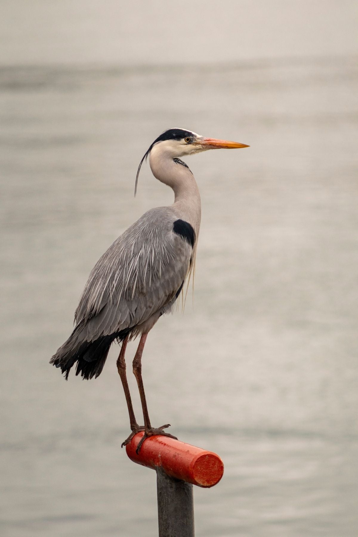 Grey heron on a perch