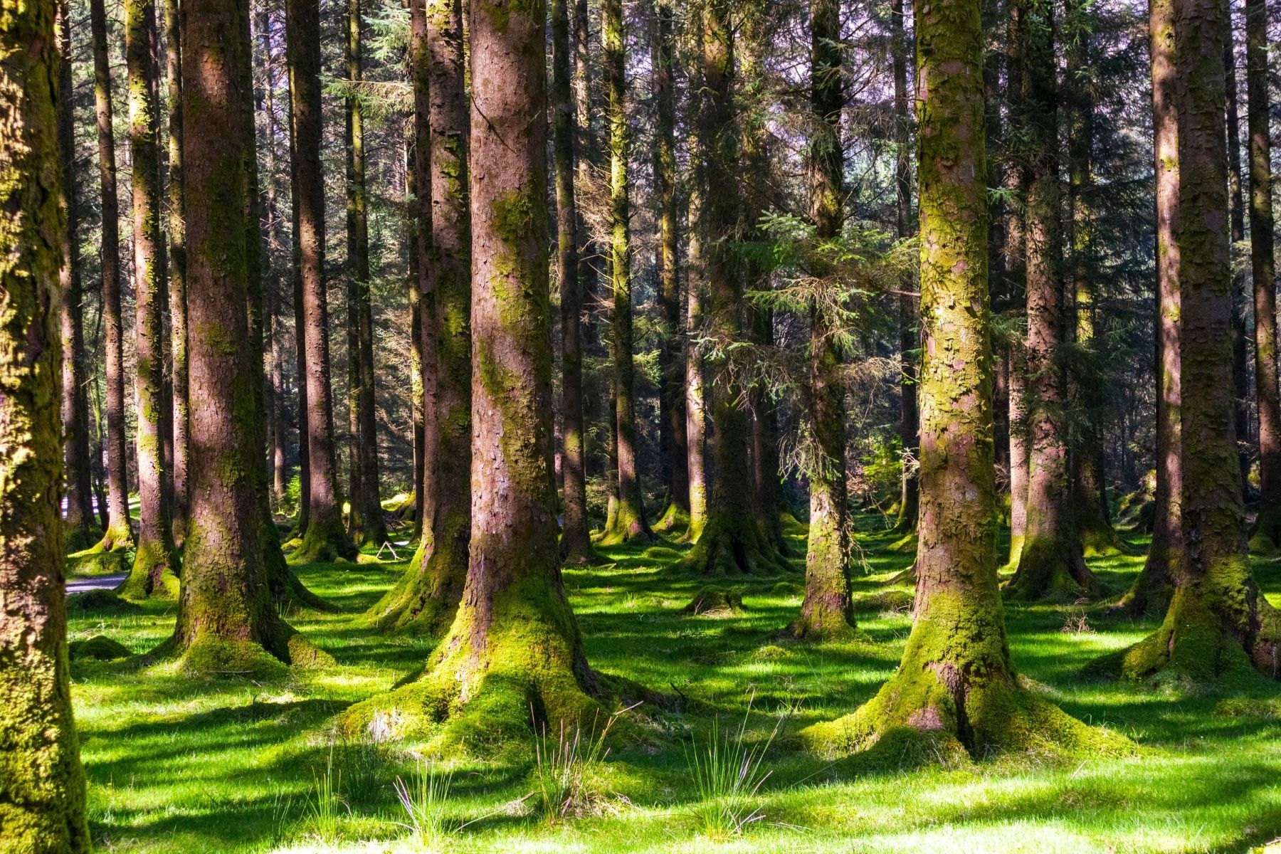 Conifer forest
