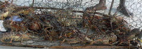 Crustaceans caught in a net.
