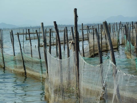 Fishing nets set up in the lagoon.