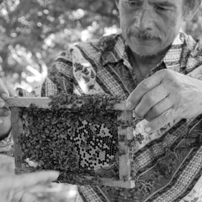 A man handling a bee's nest.
