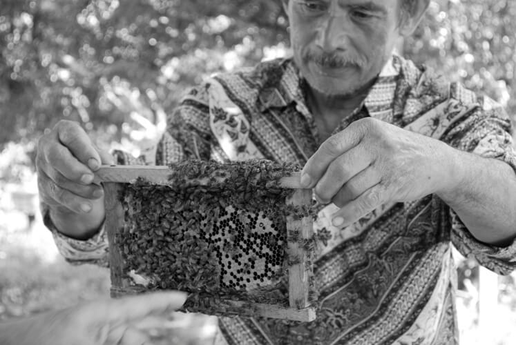 A man handling a bee's nest.